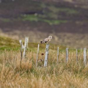 Short-eared Owl on a Post DM0917