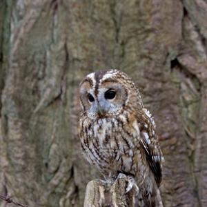 Tawny Owl 2