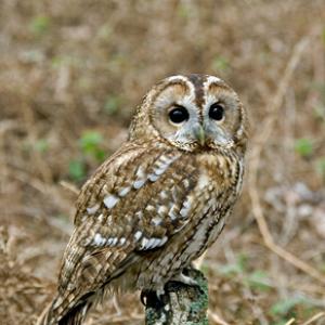Tawny Owl 3