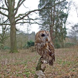 Tawny Owl