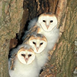Young Barn Owls DM0902