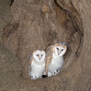 Young Barn Owls DM0904