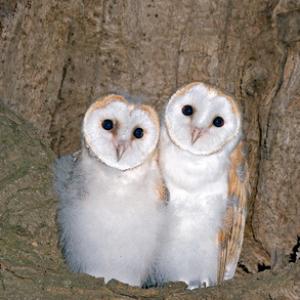 Young Barn Owls DM0925