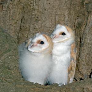 Young Barn Owls DM0926