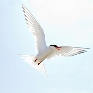 Arctic Turn in Flight DM1500
