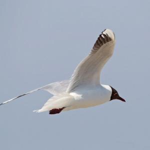 Black- Headed Gull DM1501