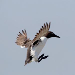Bridied Guillemot in Flight DM1514