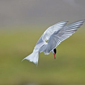Common Tern in Flight 1 DM0333