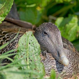 Eider Duck on a Nest DM1515