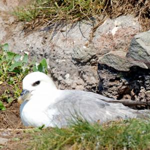 Fulmar on a Nest DM1502