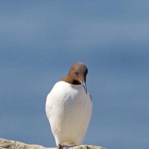 Guillemot DM1495