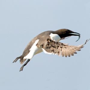 Guillemot in Fligh with a Fish DM1496
