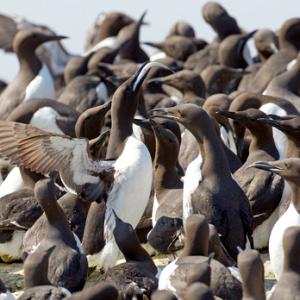 Guillemots DM1494