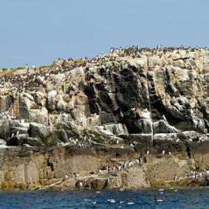 Guillemots on Farne Islands DM1490