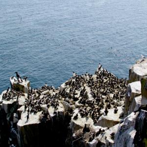 Guillemots on Farne Islands DM1492