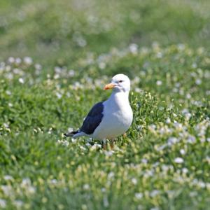 Herring Gull DM1504