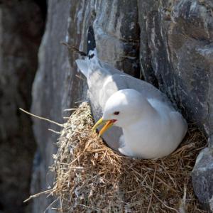 Nesting  Kiittiwake DM1506