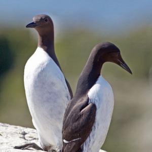 Pair of  Guillemots DM1507