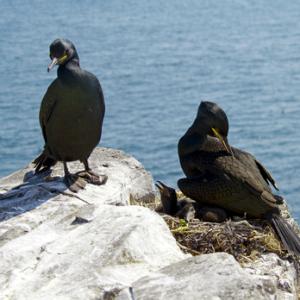 Pair of Shags and Chicks DM1509
