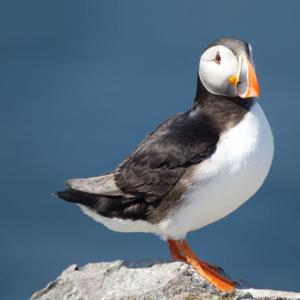 Puffin DM1491