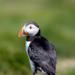 Puffin DM1493