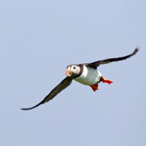 Puffin in Flight DM1488