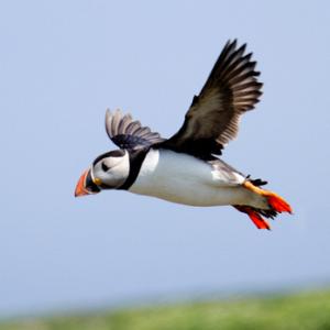 Puffin in Flight DM1510