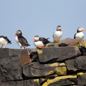 Puffins DM1489