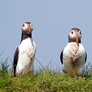 Sea Birds