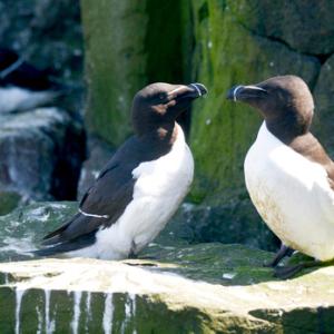 Razorbills DM1499