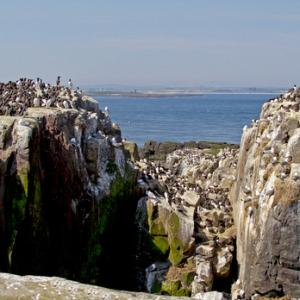 Seabirds on the  Farne Islands DM1513