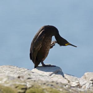 Shag DM1517