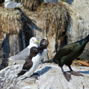 Shag Razorbill Puffin and   Kiittiwake DM1512