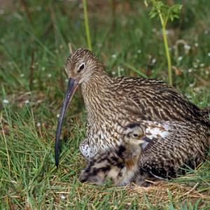     Common Curlew and Chick DM2058