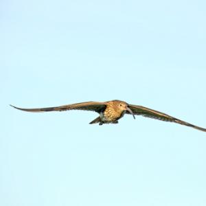     Common Curlew in Flight DM2047