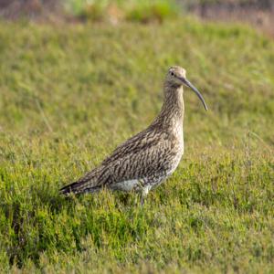    Common Curlew DM2049