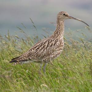    Common Curlew DM2050