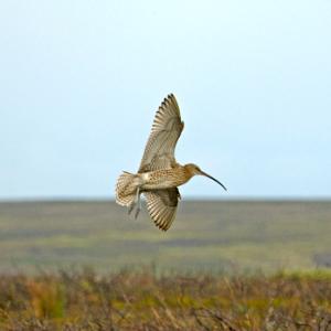    Common Curlew Over Moorland DM2051
