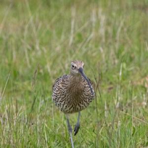   Common Curlew DM2052