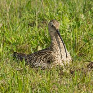   Common Curlew at a Nest DM2054
