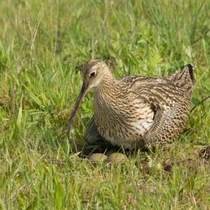   Common Curlew at a Nest DM2055