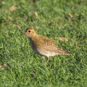   Golden Plover DM1657