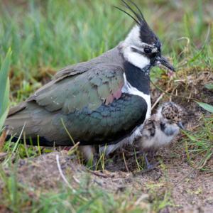   Lapwing and Chick  DM1680