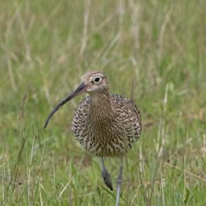  Common Curlew DM2057
