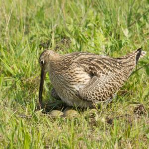  Common Curlew at a Nest DM2056