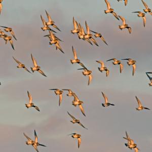  Golden Plover in Flight DM1694