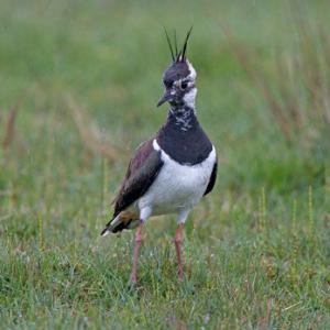  Lapwing DM1674