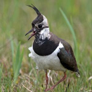  Lapwing DM1677