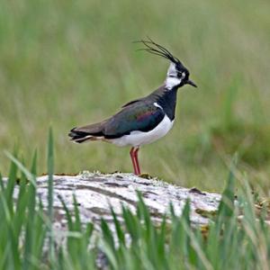 Lapwing DM1678