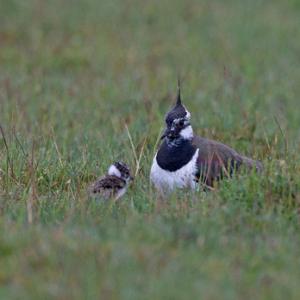  Lapwing and Chick  DM1679